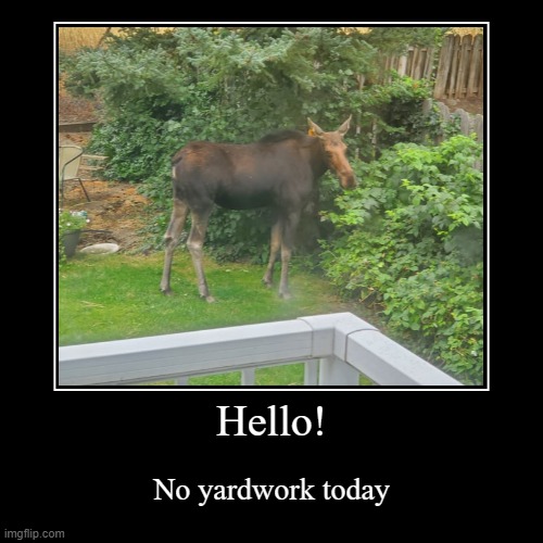 Moose snacks in backyard | Hello! | No yardwork today | image tagged in funny,demotivationals | made w/ Imgflip demotivational maker