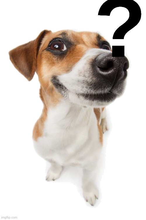 jack russell | image tagged in jack russell | made w/ Imgflip meme maker