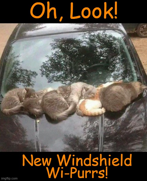 Comfy Cats | Oh, Look! New Windshield; Wi-Purrs! | image tagged in cats,cute cats,giving,back,funny cat memes,helpful | made w/ Imgflip meme maker