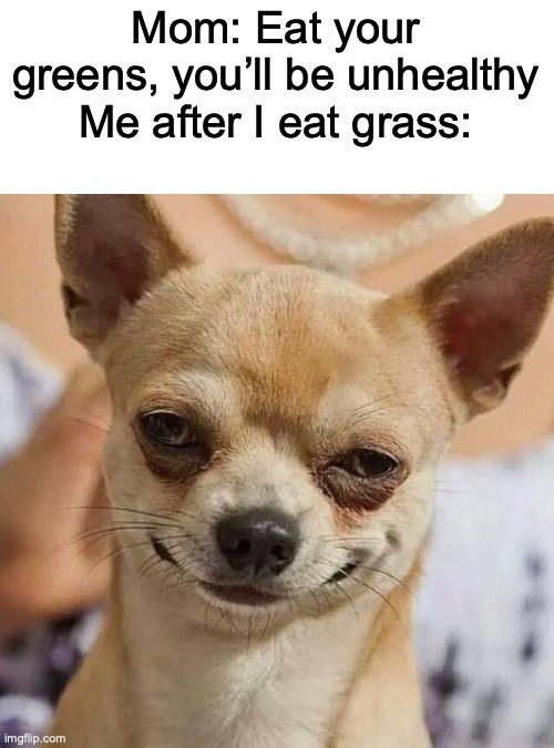 I almost forgot to do my fun stream posts lol | Mom: Eat your greens, you’ll be unhealthy
Me after I eat grass: | image tagged in smirking dog | made w/ Imgflip meme maker