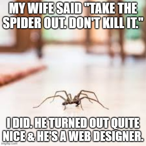 meme by Brad take out the spider | MY WIFE SAID "TAKE THE SPIDER OUT. DON'T KILL IT."; I DID. HE TURNED OUT QUITE NICE & HE'S A WEB DESIGNER. | image tagged in insects | made w/ Imgflip meme maker
