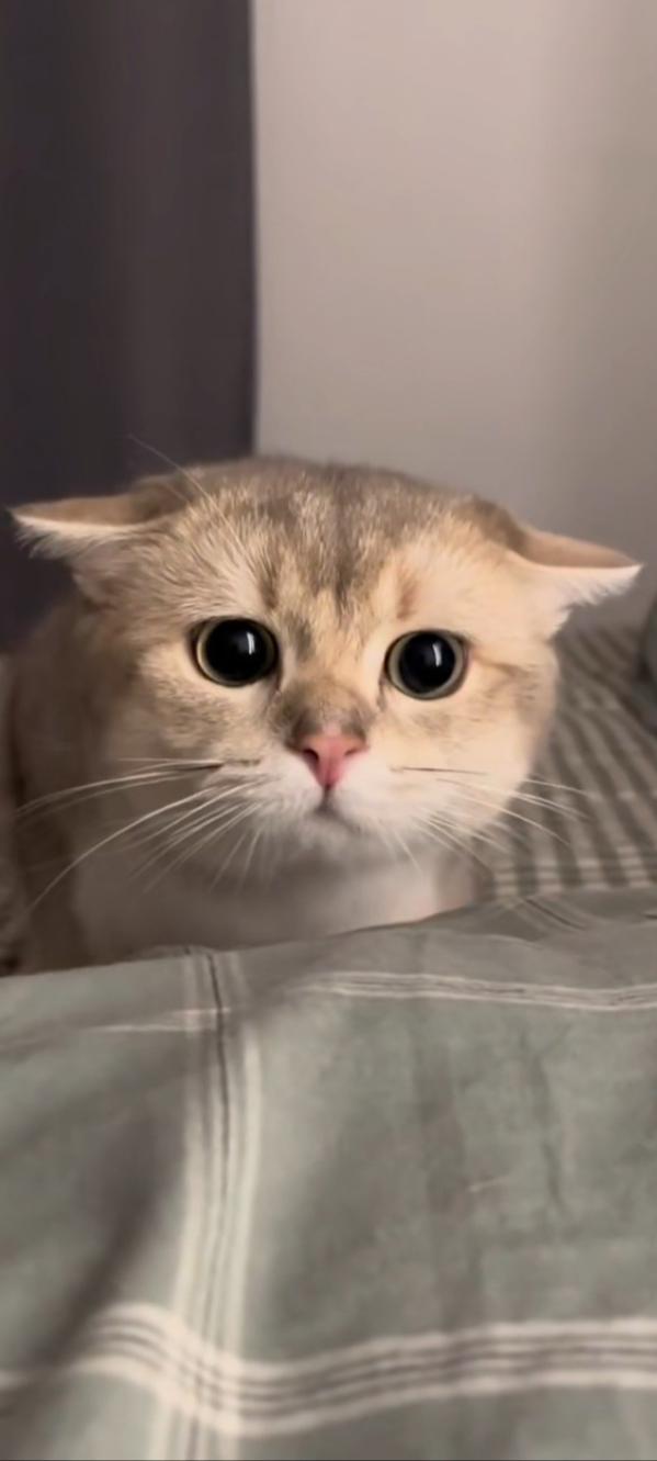 Sad cat ? Blank Meme Template