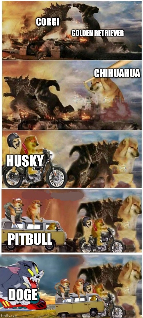 Godzilla Vs King Kong vs Doge vs buff Doge vs Tom | GOLDEN RETRIEVER; CORGI; CHIHUAHUA; HUSKY; PITBULL; DOGE | image tagged in godzilla vs king kong vs doge vs buff doge vs tom | made w/ Imgflip meme maker