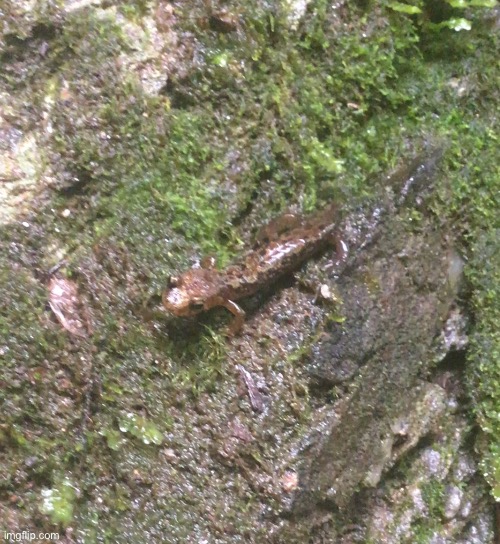 A cute salamander | image tagged in salamander | made w/ Imgflip meme maker