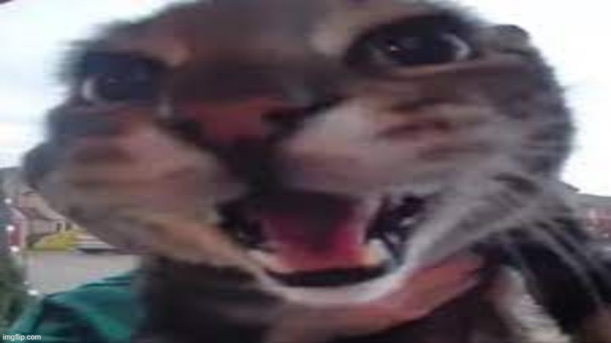 silly goofy smiling cat | image tagged in silly goofy smiling cat | made w/ Imgflip meme maker