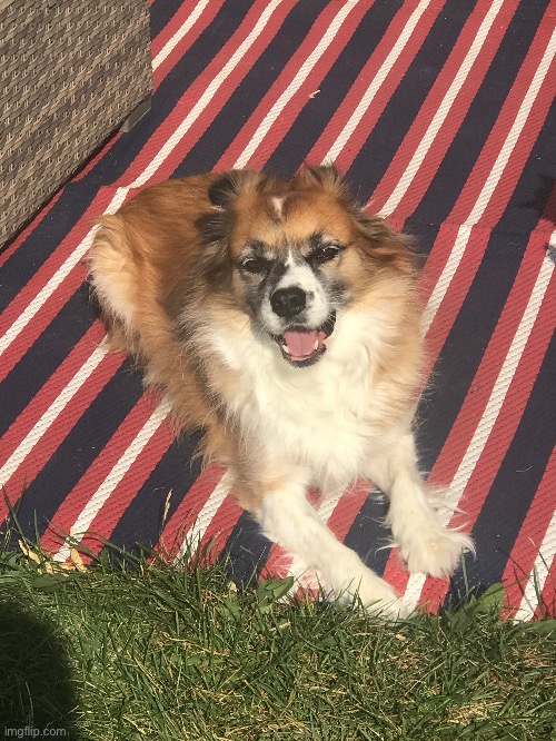 My dog being a good boi | made w/ Imgflip meme maker