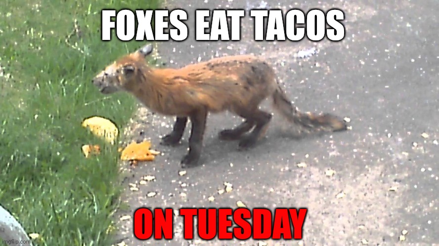 Important fox facts | FOXES EAT TACOS; ON TUESDAY | image tagged in important,fox,facts,taco tuesday | made w/ Imgflip meme maker