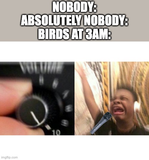 loud music | NOBODY:

ABSOLUTELY NOBODY:
BIRDS AT 3AM: | image tagged in loud music,relatable | made w/ Imgflip meme maker