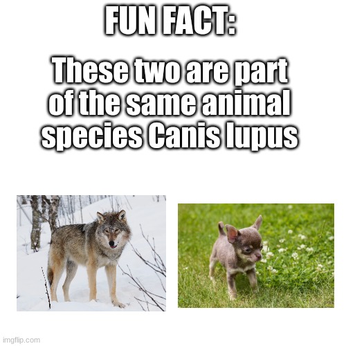 It just that dog are part of different sub species. | FUN FACT:; These two are part of the same animal species Canis lupus | image tagged in memes,blank transparent square | made w/ Imgflip meme maker