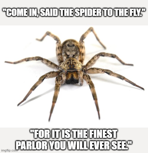 Wolf spider | "COME IN, SAID THE SPIDER TO THE FLY." "FOR IT IS THE FINEST PARLOR YOU WILL EVER SEE." | image tagged in wolf spider | made w/ Imgflip meme maker