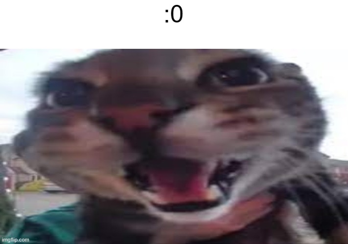 silly goofy smiling cat | :0 | image tagged in silly goofy smiling cat | made w/ Imgflip meme maker