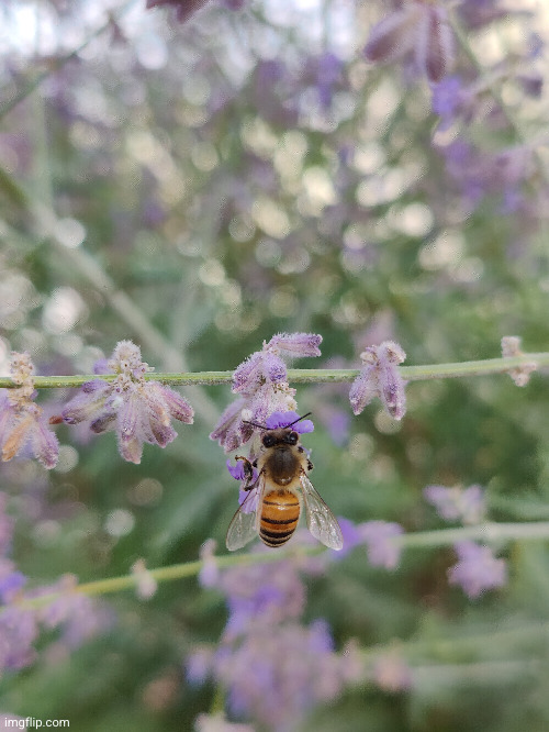 B33 0N 4 FL0W3R (#3,061) | image tagged in pictures,photos,bee,flowers,pretty | made w/ Imgflip meme maker