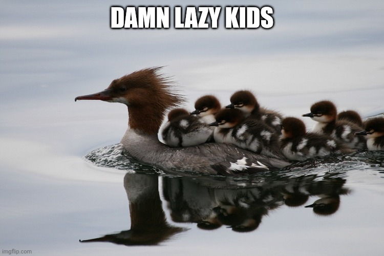 MAMA HAS TO CARRY THEM ALL OVER | DAMN LAZY KIDS | image tagged in ducks,duckling,duck | made w/ Imgflip meme maker
