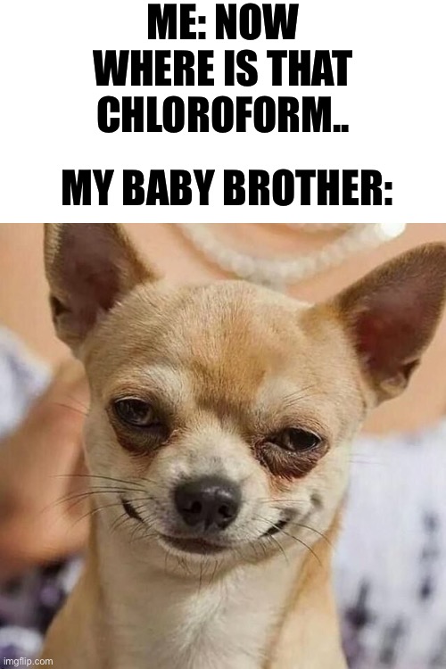 Heheheh.. | ME: NOW WHERE IS THAT CHLOROFORM.. MY BABY BROTHER: | image tagged in smirking dog,memes | made w/ Imgflip meme maker