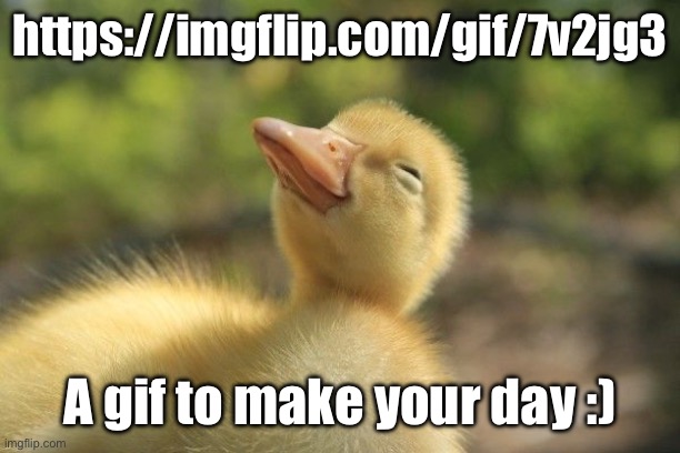 https://imgflip.com/gif/7v2jg3 | https://imgflip.com/gif/7v2jg3; A gif to make your day :) | image tagged in sleepy duckling | made w/ Imgflip meme maker