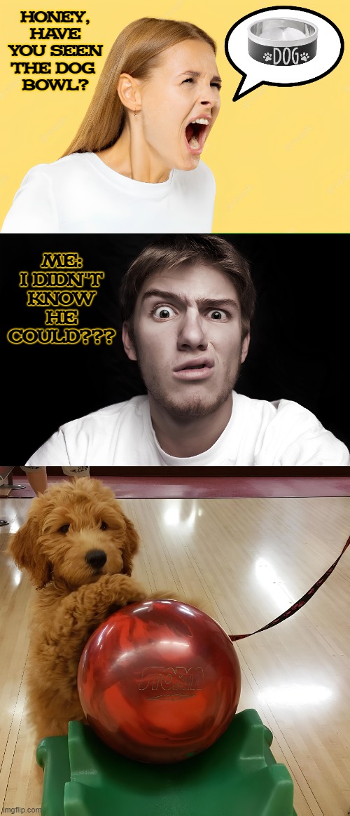 HONEY, HAVE YOU SEEN THE DOG 
BOWL? ME: I DIDN'T KNOW HE COULD??? | made w/ Imgflip meme maker