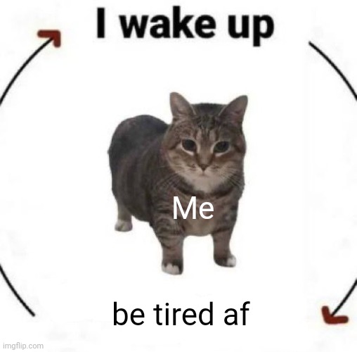 i wake up cat | Me; be tired af | image tagged in i wake up cat | made w/ Imgflip meme maker