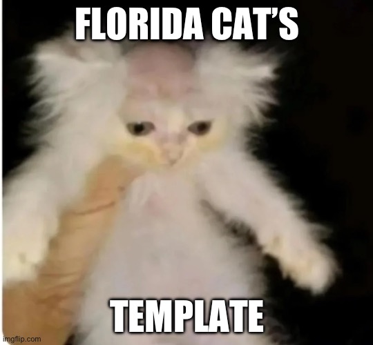 florida man shaves cat head | FLORIDA CAT’S; TEMPLATE | image tagged in florida man shaves cat head | made w/ Imgflip meme maker