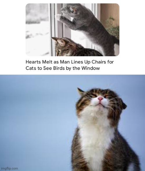 Cats wanting to see birds | image tagged in happy cat good,chairs,cats,cat,memes,birds | made w/ Imgflip meme maker