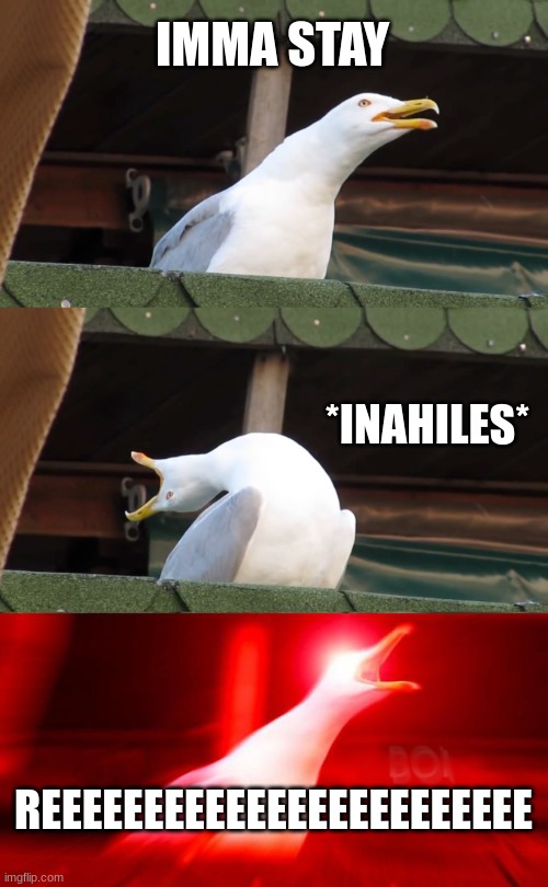 Inhaling seagull | IMMA STAY; *INAHILES*; REEEEEEEEEEEEEEEEEEEEEEEE | image tagged in inhaling seagull | made w/ Imgflip meme maker