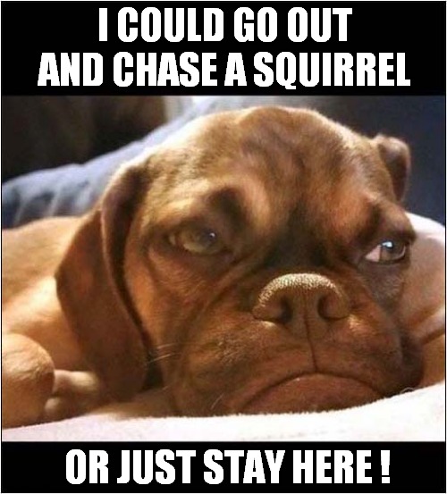 Decisions Decisions ... | I COULD GO OUT AND CHASE A SQUIRREL; OR JUST STAY HERE ! | image tagged in dogs,decision,lazy | made w/ Imgflip meme maker