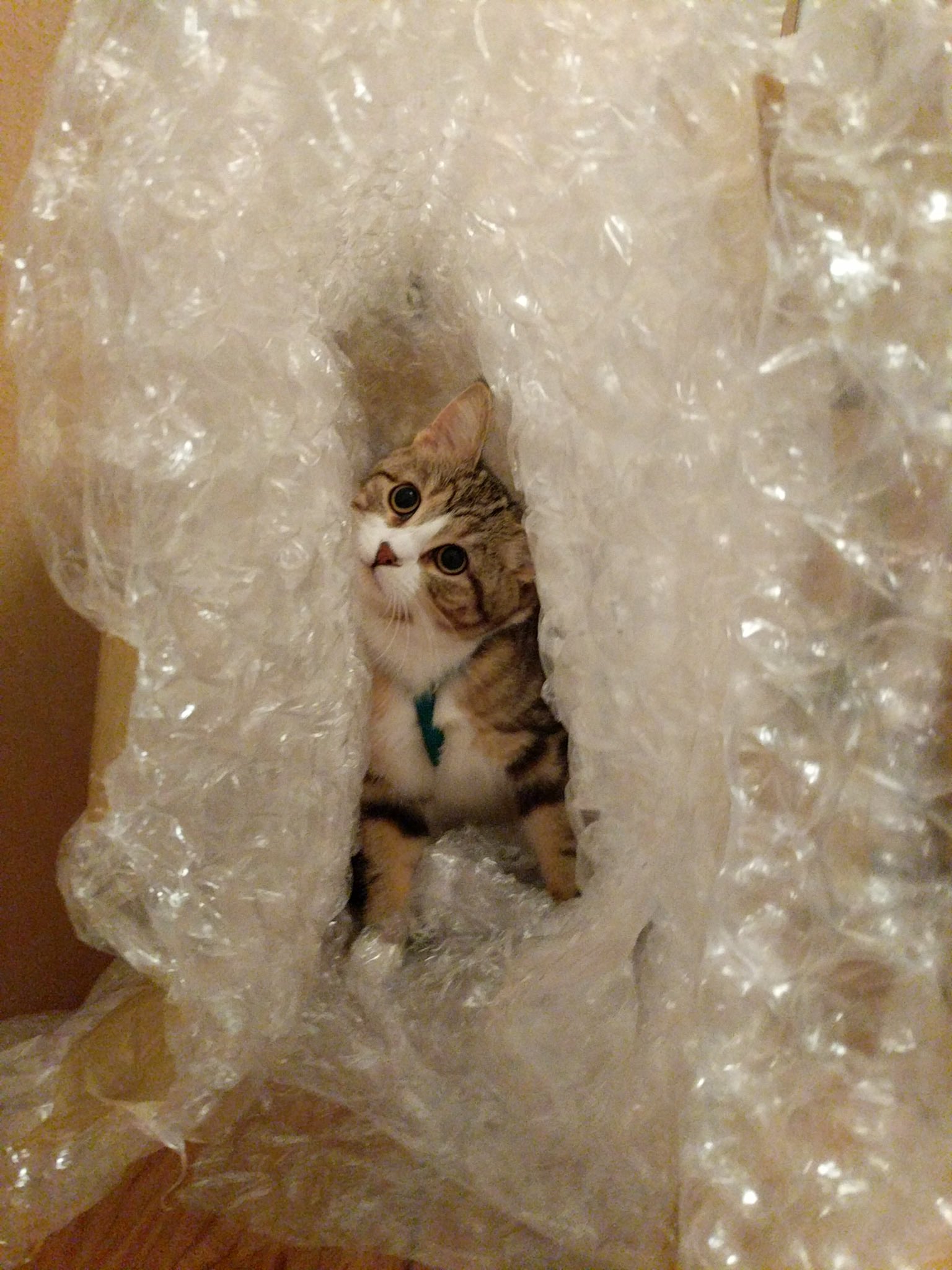 Kitty in Bubble Wrap Blank Meme Template