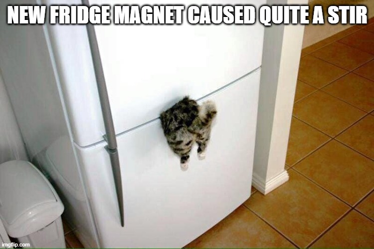 catmagnet | NEW FRIDGE MAGNET CAUSED QUITE A STIR | image tagged in cats | made w/ Imgflip meme maker