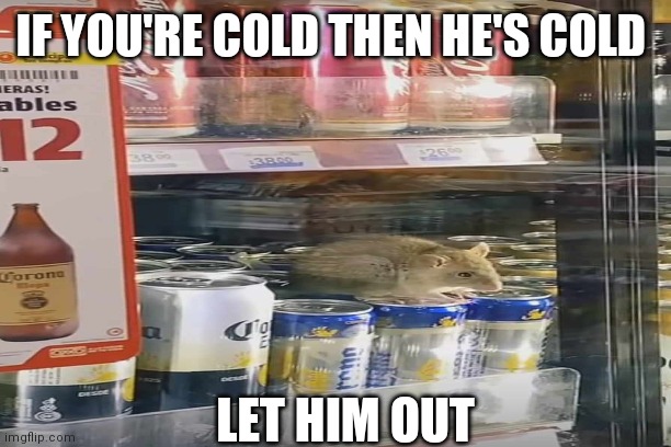 Rat | IF YOU'RE COLD THEN HE'S COLD; LET HIM OUT | image tagged in rat | made w/ Imgflip meme maker