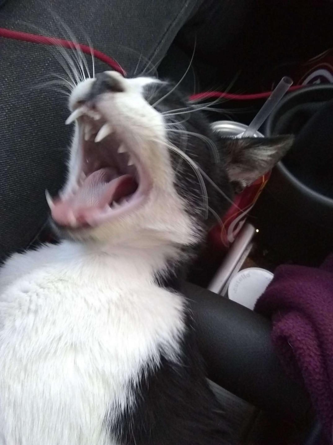 High Quality Yawning Kitty Blank Meme Template