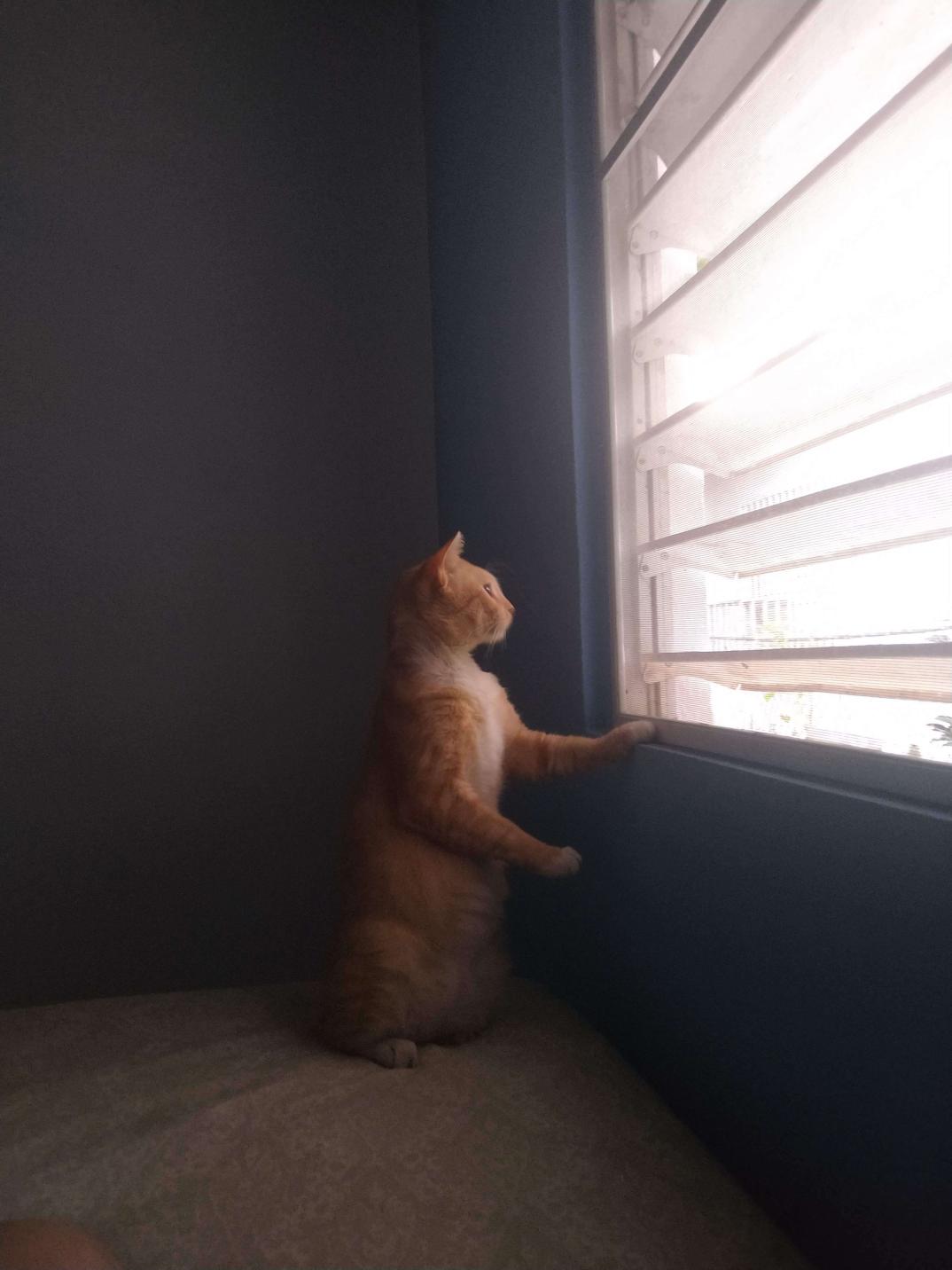 High Quality Cat at the window Blank Meme Template
