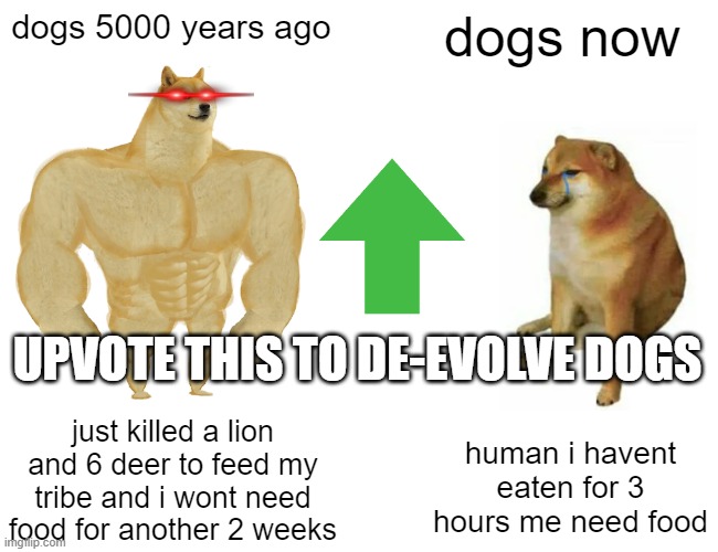 UPVOTE TO DE-EVOLVE DOGS | dogs 5000 years ago; dogs now; UPVOTE THIS TO DE-EVOLVE DOGS; just killed a lion and 6 deer to feed my tribe and i wont need food for another 2 weeks; human i havent eaten for 3 hours me need food | image tagged in memes,buff doge vs cheems,funny,funny memes,dank memes,best memes | made w/ Imgflip meme maker