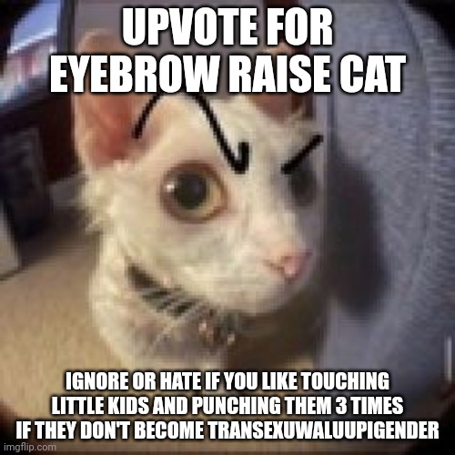 By the way I'm not being homophobic so don't disapprove trash site mods | UPVOTE FOR EYEBROW RAISE CAT; IGNORE OR HATE IF YOU LIKE TOUCHING LITTLE KIDS AND PUNCHING THEM 3 TIMES IF THEY DON'T BECOME TRANSEXUWALUUPIGENDER | image tagged in cat raise eyebrow | made w/ Imgflip meme maker