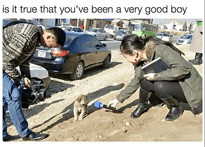 yes. best boy ever. | image tagged in memes,middle school,dogs,puppy | made w/ Imgflip meme maker
