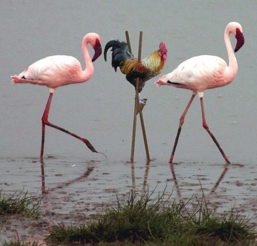 Rooster pretending to be a flamingo Blank Meme Template