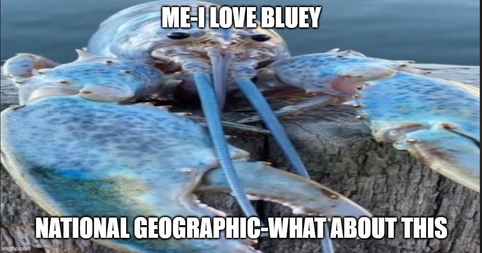 is this thing real | ME-I LOVE BLUEY; NATIONAL GEOGRAPHIC-WHAT ABOUT THIS | image tagged in memes,blue,lobster,funny memes,lol | made w/ Imgflip meme maker