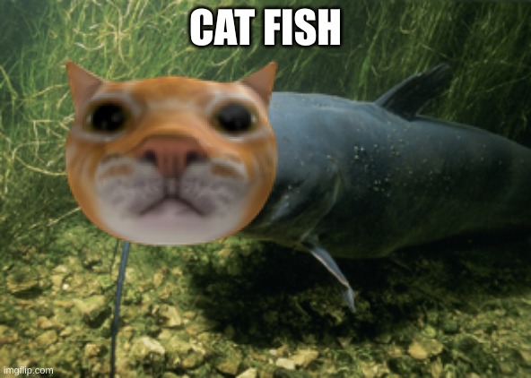 catfish | CAT FISH | image tagged in catfish | made w/ Imgflip meme maker