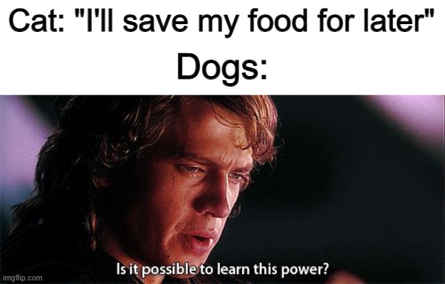 Not from a canine... | Cat: "I'll save my food for later"; Dogs: | image tagged in is it possible to learn this power | made w/ Imgflip meme maker