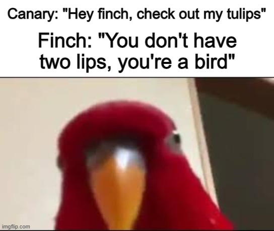 @_@ | Canary: "Hey finch, check out my tulips"; Finch: "You don't have two lips, you're a bird" | image tagged in red birb gumi staring | made w/ Imgflip meme maker