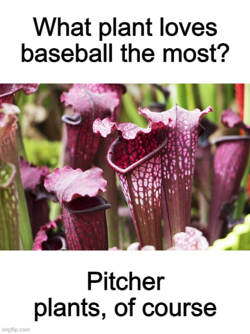 XD | What plant loves baseball the most? Pitcher plants, of course | made w/ Imgflip meme maker