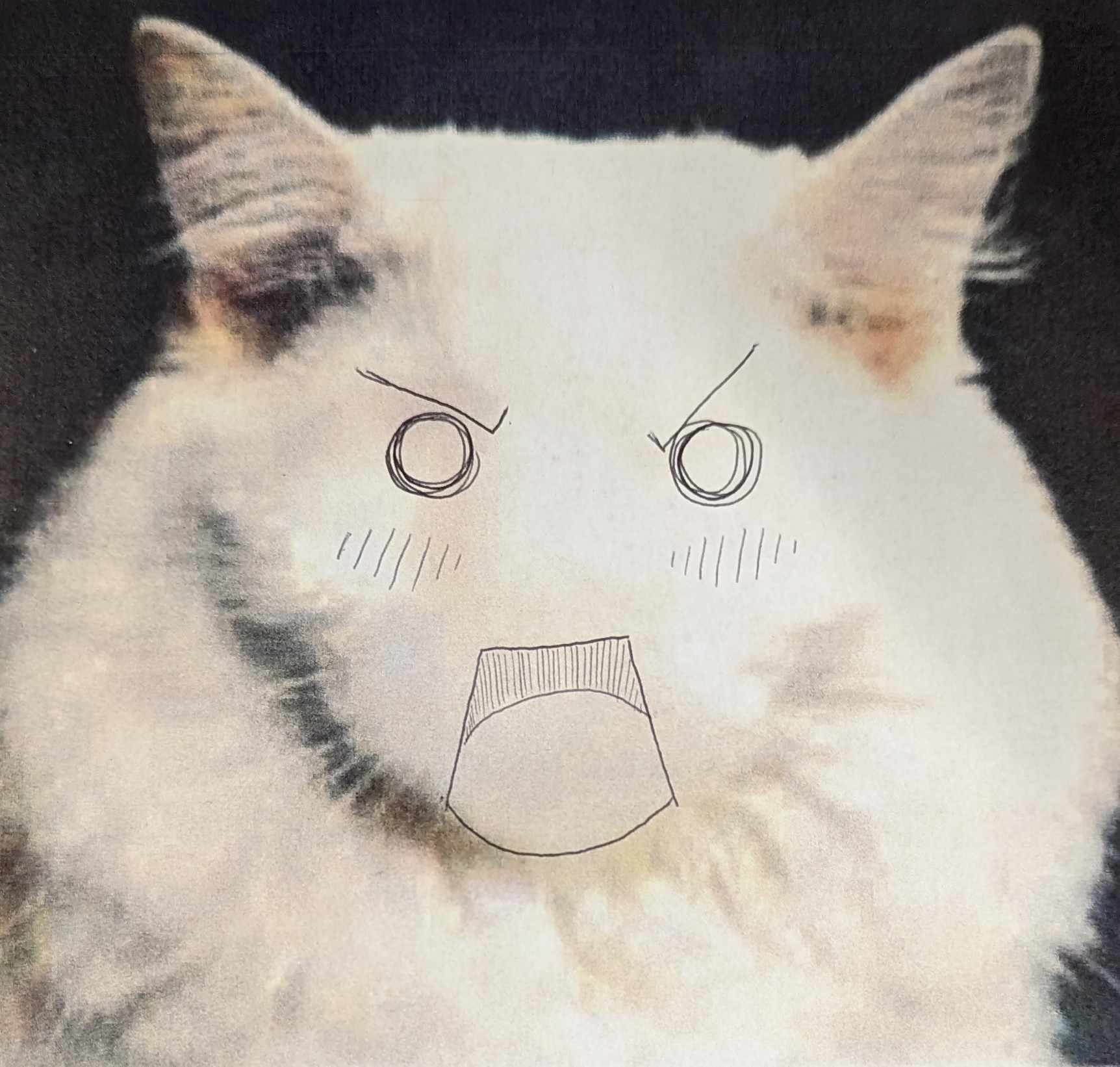 Scolding Cat Blank Meme Template