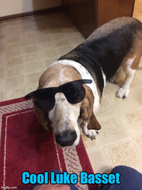 Cool? | Cool Luke Basset | image tagged in basset hound,sunglasses | made w/ Imgflip meme maker