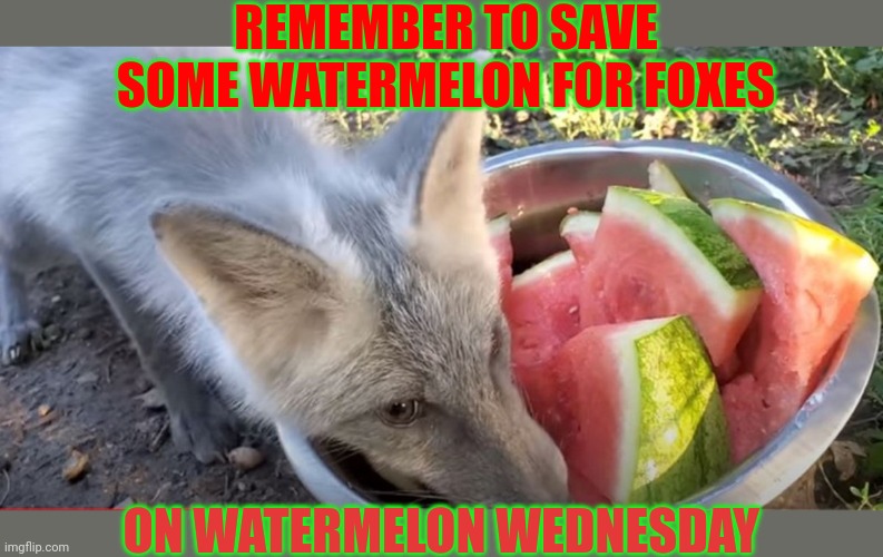 Watermelon Wednesday | REMEMBER TO SAVE SOME WATERMELON FOR FOXES; ON WATERMELON WEDNESDAY | image tagged in watermelon,wednesday | made w/ Imgflip meme maker