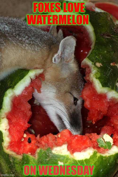 Fox facts | FOXES LOVE WATERMELON; ON WEDNESDAY | image tagged in fox,facts | made w/ Imgflip meme maker