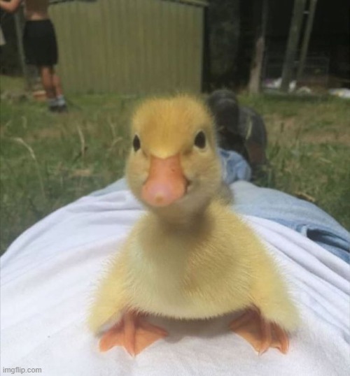 image tagged in ducks,cute | made w/ Imgflip meme maker