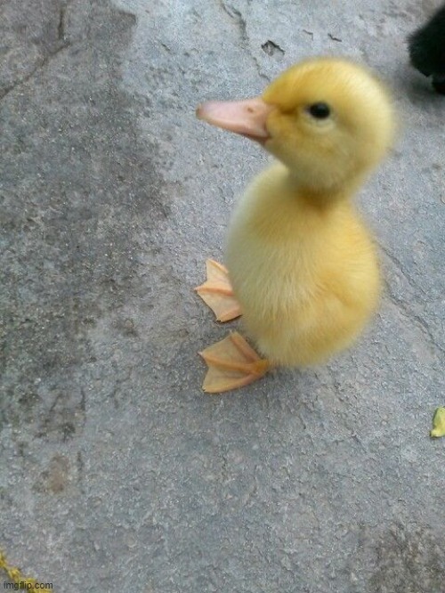 image tagged in ducks,cute | made w/ Imgflip meme maker