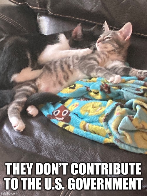 Cats | THEY DON’T CONTRIBUTE TO THE U.S. GOVERNMENT | image tagged in cats | made w/ Imgflip meme maker