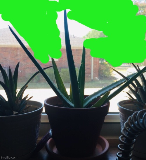 My aloe Vera (I named it S.P.I.K.E.) *drawing was added so my location wasn’t revealed* | made w/ Imgflip meme maker
