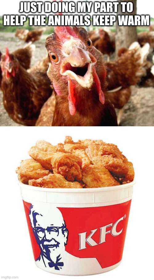 JUST DOING MY PART TO HELP THE ANIMALS KEEP WARM | image tagged in chicken,kfc bucket | made w/ Imgflip meme maker