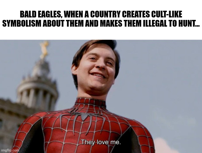 Those Americans live us! (Said every half eagle ever) | BALD EAGLES, WHEN A COUNTRY CREATES CULT-LIKE SYMBOLISM ABOUT THEM AND MAKES THEM ILLEGAL TO HUNT... | image tagged in they love me | made w/ Imgflip meme maker