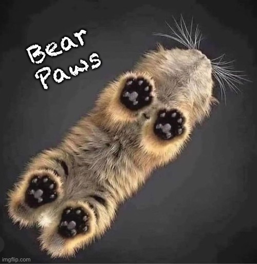 Pause | Bear
Paws | image tagged in memes,lovely creatures created by god,lions tigers bears puss puss kitty | made w/ Imgflip meme maker